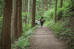 Women busy in slow intentional walking during forest bathing